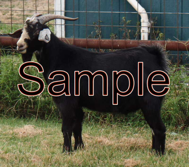 - Spanish Goat Registry